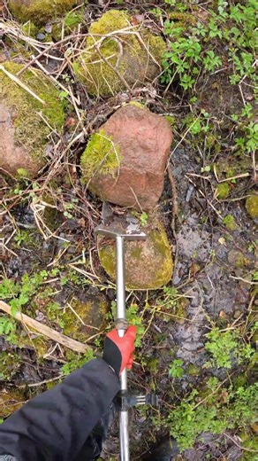 Metal Detecting Adventure in the Forest: Discover Hidden Treasures