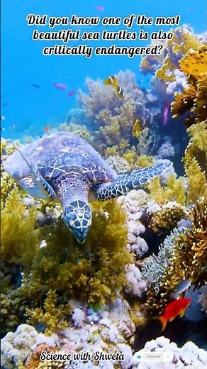 Hawksbill Sea Turtle 🐢 | Beautiful but Critically Endangered Ocean Species