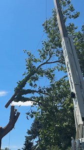 Biggest tree job THIS new year! 🌳🪓 #chainsaw | Guilty of treeson