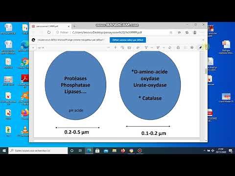 Biologie cellulaire S1 | Peroxysomes 1 | Vidéo 8 (partie 2)