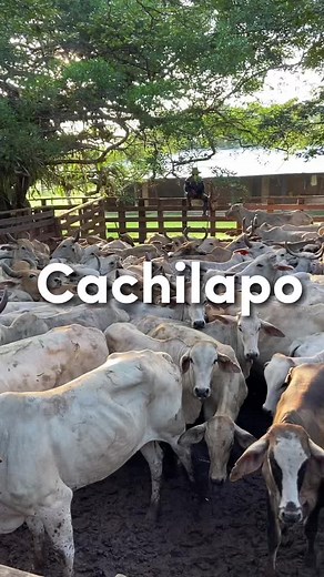 Cachilapo y Ganado en la Cultura Llanera