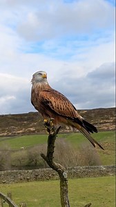 644K views · 36K reactions | Willow the Red Kite showing off her epic flying skills! 礪 #RedKite #Falconry #BirdLover #birds #kite #BirdsofPrey #birdtok | SMJ Falconry | Facebook