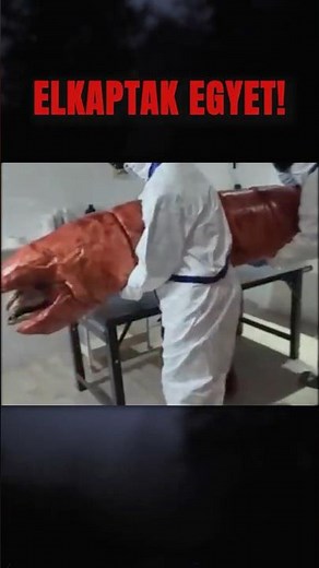 Elfogtak egy ÓRIÁSI HÚSKIGYÓT❗️😳 | Meat Snake | VITA CARNIS