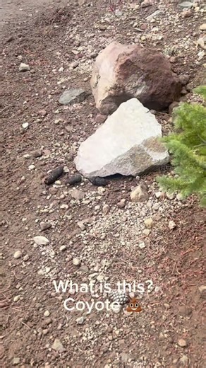 Scat Check | Is This Coyote Poop? #outdoors #hunting #camping