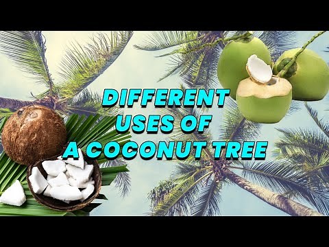 what are the uses of coconut tree? | Different uses of a coconut tree | uses of coconut tree.