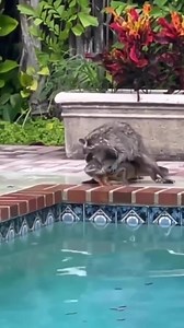 Iguana vs raccoon, raccoons are omnivorous animals, despite sometimes being cute or friendly, they are animals to be cared for because they have teeth and a strong bite, the iguana for its part may be cold, so it does not look like much of a fight for fend. 👉Join Animals Attacks | Animals Attack