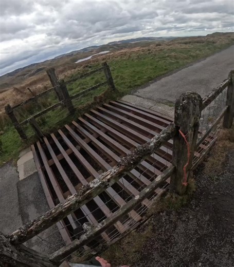Scaring a Standardbred Horse at the Gatepost