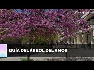 Cultiva tu propio árbol del amor: guía práctica | melodijolola