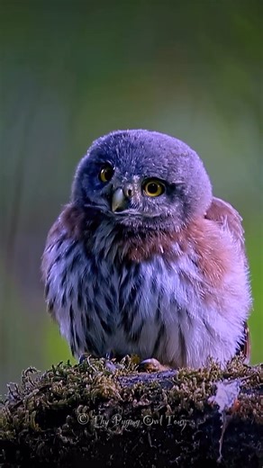 38 reactions | 黎 Northern Pygmy Owl Baby ❤️黎 . . . #thypygmyowltour #wildlife #nature #photography #northernpygmyowl #METAAI #october #fblifestyle  Original photo by me, AI adds the magic! ✨ | Owl Lovers | Facebook