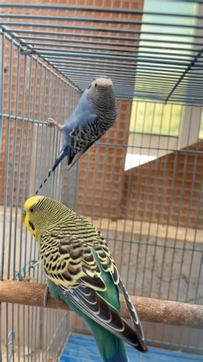 Bird climbing on her cage 😂💗 #birds #parakeet #birdclimbing #budgies #viral #cute #shorts #funny