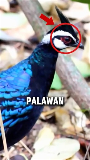 This animals ONLY found in the philippines?😱