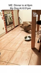 Somebody's hangry! 🐶🤣🎭 #Dogs #Funny #Tantrum #DogMemes #FunnyDogs | The Pet Collective