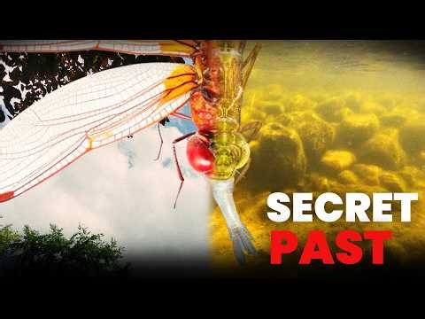 You Don’t Know the Secret Life of Dragonflies… Here’s Why