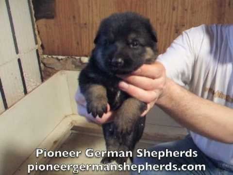 German Shepherd puppies for sale - German Shepherds for sale from Pioneer German Shepherds