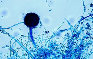 Historia de Níger: Idioma, Cultura, Tradiciones