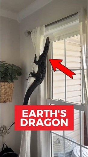 Top 3 Largest Lizard In The World That's Bigger Than Your Pets #wildfacts #lizards #shorts