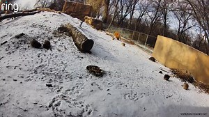 13K views · 140 reactions | Snow-Dogs?? Many of the Prairie dog town members were out and about after a recent snow, still ensuring they are nice and fortified and a bit round and portly for colder weather days to come..... | Niabi Zoo | Facebook