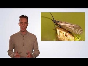 Trichoptera / Köcherfliegen erkennen
