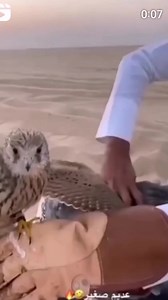 50K views · 348 reactions | Saker falcon hunting training /Amazing hunting #reelsvideo #falcon 礪礪礪礪 | Pakistani falcons | Facebook