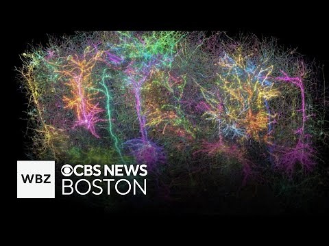 Researchers use mouse to create most detailed brain map yet