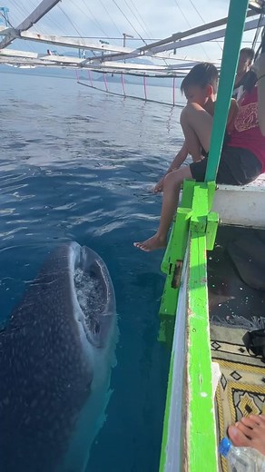 Whale Sharks are known as filter feeders, and are super friendly towards people. #whaleshark#sharkweek#whalesharks#shark#ocean#sharks#sharklover#wholesome