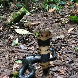 Le cobra des forêts (Naja melanoleuca), le serpent venimeux le plus commun du Gabon. Non seulement son venin est extrêmement toxique, mais il n'a pas peur de l'homme et s'aventure dans les maisons et autres structures.🐍🇬🇦 📸 gabonadventuretours | Nery'w TV