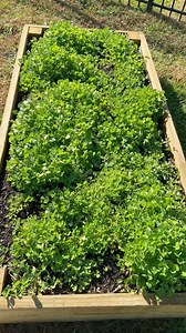 2K views · 68 reactions | Ever heard of cover crops? They have a lot of benefits in the garden. Follow along to learn more! #covercrop #gardening #gardentips #homegarden #vegetablegarden #homestead | From Dream to Seed | Facebook