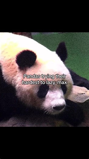 The Slowest Mammals: Pandas and Sloths in Action