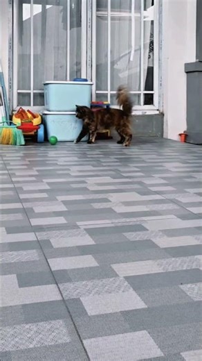 Cat Chasing a Ball Like a Pro 🐱⚽ #Shorts #Cat #FunnyCat #Viral