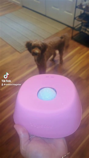 DOG APPROVED! Not only does this keep my dog out of trouble from being bored, it help keeps her hydrated. She just thinks she’s playing🥰 Comes in three different colors, easy to clean, NO MESS and you can put all kinds of stuff in this for your pet! Click the link below to try yours today. #petsoftiktok #timtokmademebuyit #petlover #fyp #foryoupage @Yipetor