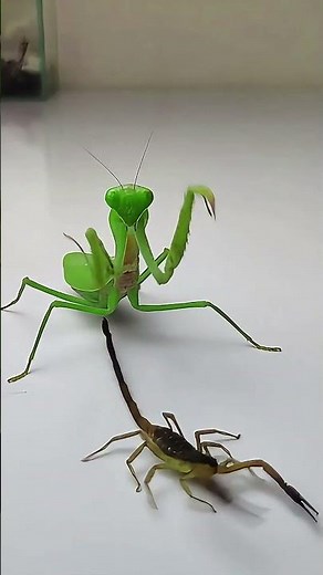 Praying Mantis vs Scorpion #insects #mantis #scorpion #animals