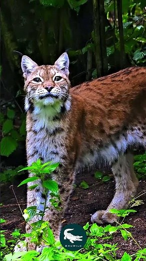 Eurasian Lynx 🐆❄️The Silent Phantom of the Forest