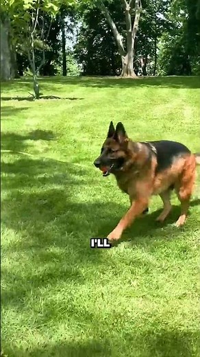 Use Play to Build Obedience