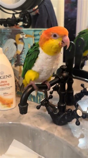 @pollothecaique2181: Go Poopie #💩, #birds, #parrot