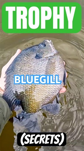 SPOILER: Growing Trophy Bluegills Is EASY
