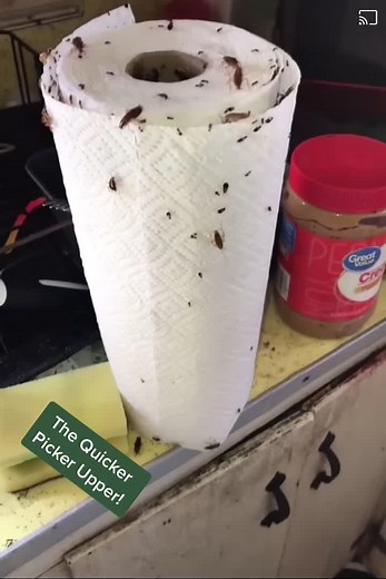 #bugbossbrian #DontSweatIt