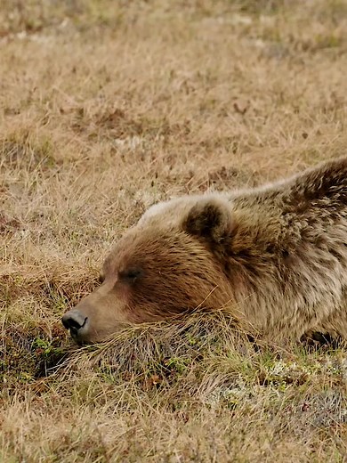 La vida de los osos pardos y su apareamiento