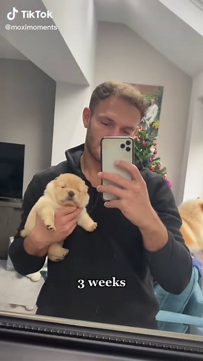 I need one 🥹✨ #chowchow #viral #wholesomemoments #puppiesoftiktok | chow chow