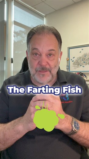 1.4K views | The Farting Fish Did you know there's a fish that...