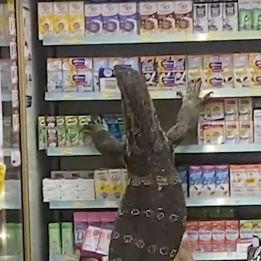 That is one HUGE lizard! 🐊🦎🥫😱 Credit: Newsflare | Hefty.co