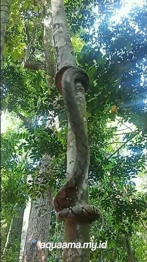 5 Spesies Ular Terbesar Di Dunia