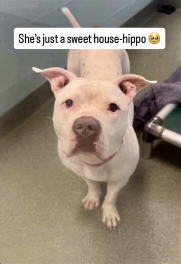 Oh sweetie 🥺🙏 Just like the little hippo she’s named for, 5-year-old MooDeng has a gentle spirit and a whole lot of love to give ❤️ She came to us from another shelter, so her past is a bit of a mystery, but everything about her personality points to a bright future 🙏 Her previous shelter described her as a sweetheart, who is a little shy when first meeting new people, but quickly warms up… especially if belly rubs are involved ☺️ She also did well with other dogs in their care, showing a soc