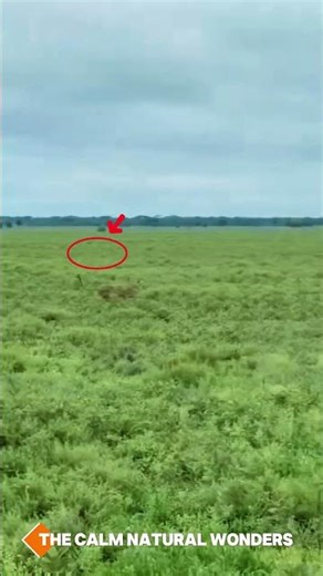 Leopard Grabs the Cub… But Mother Antelope Fights Back!