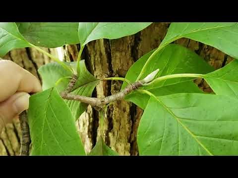 ID That Tree: Cucumber Magnolia