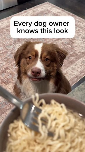 8.1K views · 188 reactions | Barney giving me the Academy Award-winning puppy-dog stare because I wouldn’t share my ramen  Don’t worry… he got his own dog-safe noodles. Honestly? He earned it with that performance.  @patpatnoodles #gifted #dogramen #dogfood #doghumor #dogcomedy | Thebarnstable | Facebook