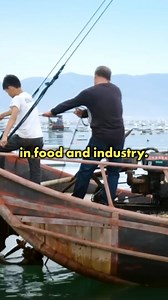 59K views · 568 reactions | Seaweed farming in China! #seaweed #agriculture #China | Free Documentary | Facebook