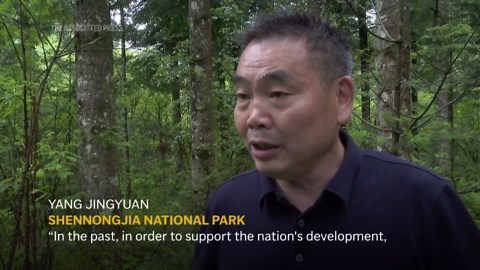 A once critically endangered monkey has seen a promising population rebound