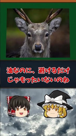 [Yukkuri Commentary Short] Olive Oil: Health and Nutrition #shorts