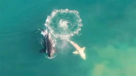 This is the moment when the ocean’s top predator becomes the target... what happens next will shock you