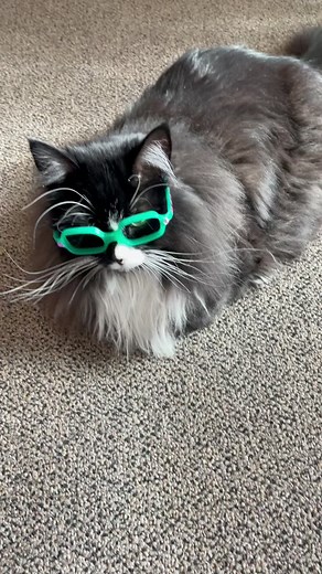 NBA Players Coloring Pages - Truffles the Kitty